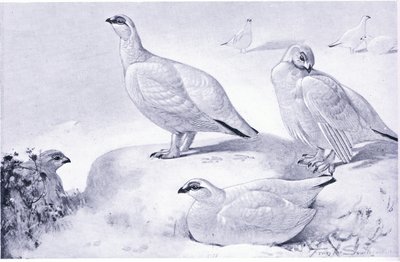 A Study of Ptarmigan by Frank Southgate